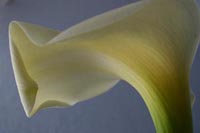calla